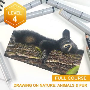 Animals and Fur (complete course)