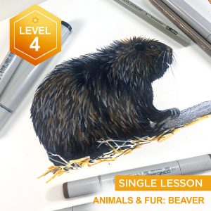Animals and Fur: Beaver